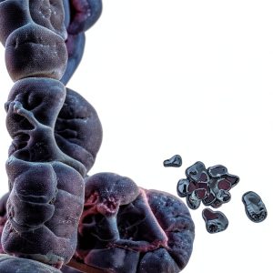 Gastroenterology Guide for Digestive Organ Diseases-0